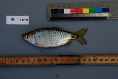 Brycinus imberi