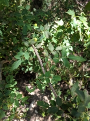 Berberis swaseyi