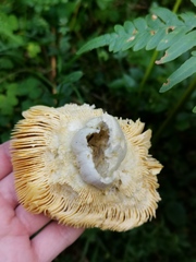 Russula integra