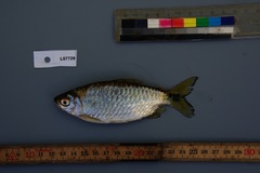 Brycinus imberi