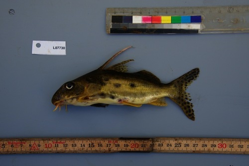 Ocellated synodontis (Synodontis nummifer) — Mochokidae — 2