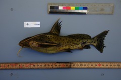 Synodontis