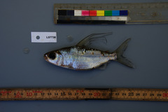 Bryconaethiops microstoma