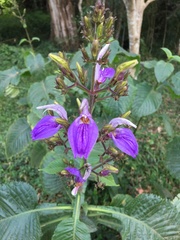 Brillantaisia owariensis
