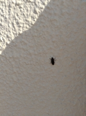 Melanophila cuspidata