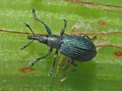 Perapion violaceum