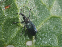 Perapion violaceum
