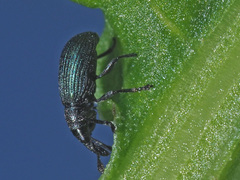 Perapion violaceum
