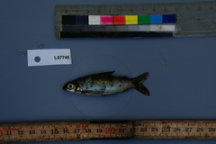 Distichodus maculatus