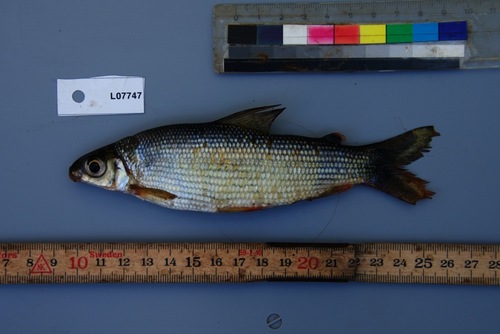 Spotted distichodus (Distichodus maculatus) — Distichodontidae