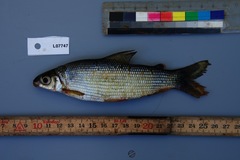 Distichodus maculatus