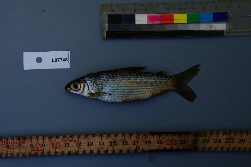 Spotted Citharinid