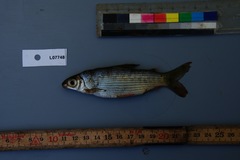 Distichodus maculatus