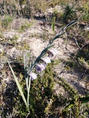 Gladiolus griseus