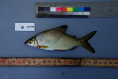 Many Barred Distichodus photo 3