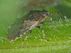 Platyplax salviae