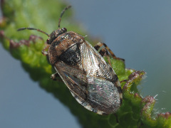 Platyplax salviae