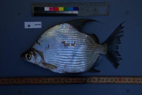 Lake Chad citharine (Citharinus gibbosus) — Citharinidae — 5