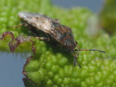 Platyplax salviae