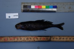Myomyrus macrodon