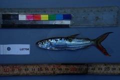 Hydrocynus vittatus