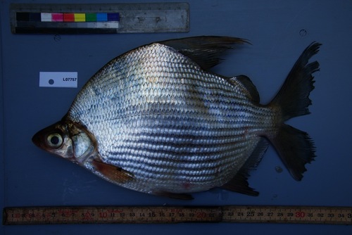 Lake Chad citharine (Citharinus gibbosus) — Citharinidae — 2