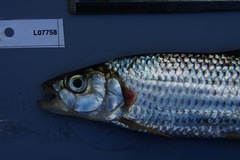 Hydrocynus vittatus