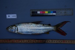 Hydrocynus vittatus
