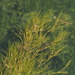Fennel-leaf Pondweed - Photo (c) Igor Balashov, some rights reserved (CC BY), uploaded by Igor Balashov
