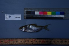 Bryconaethiops macrops