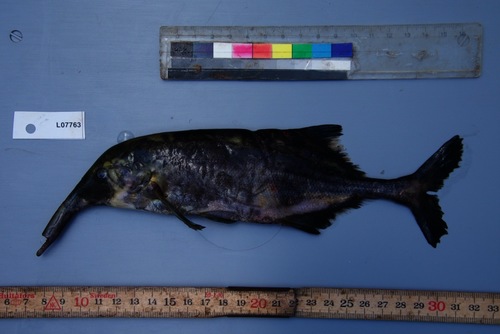 Long-snouted elephantfish (Campylomormyrus rhynchophorus) — Mormyridae — 2