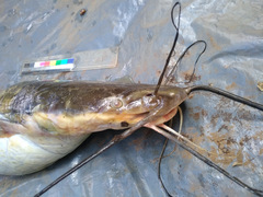 Heterobranchus longifilis