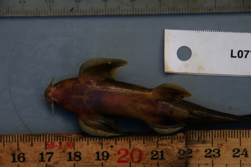 Congo loach catfish (Congoglanis alula) — Amphiliidae — 4