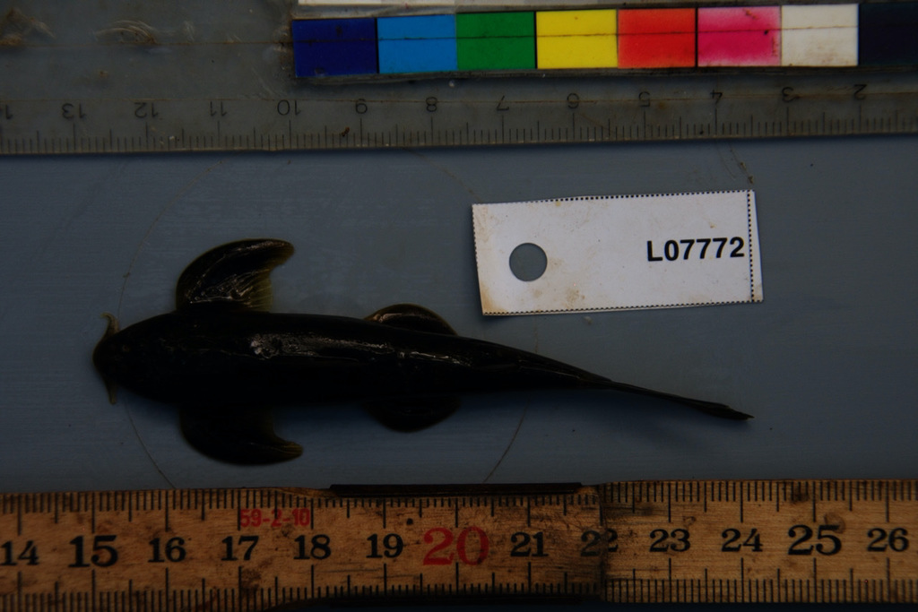 Congoglanis alula