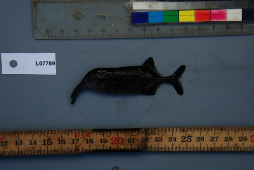 Long-snouted elephantfish (Campylomormyrus rhynchophorus) — Mormyridae
