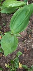 Convallaria majalis