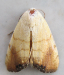 Xanthodes albago