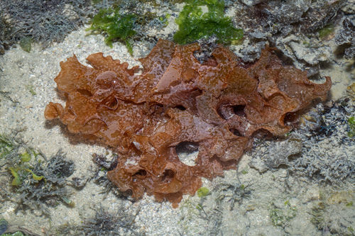 Halymenia duchassaingii, 2021-08-11