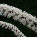 Cimicifuga racemosa - Photo (c) Kingsbrae Garden, algunos derechos reservados (CC BY-NC-SA)