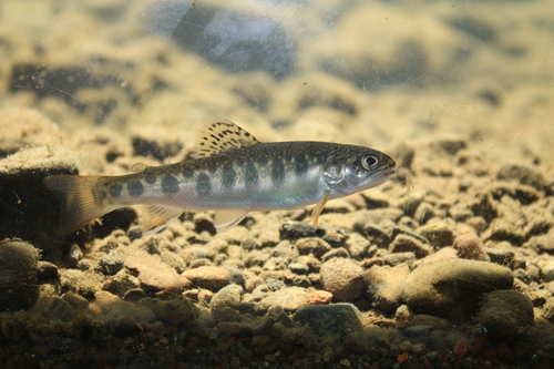 Salvelinus fontinalis
