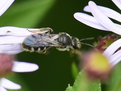 Lasioglossum sexnotatum