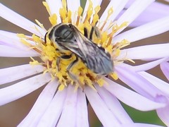 Lasioglossum sexnotatum