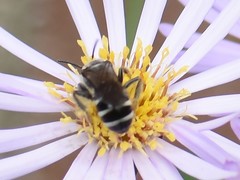 Lasioglossum sexnotatum