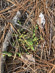 Euphorbia ipecacuanhae