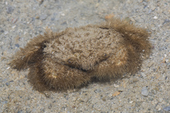 Pilumnus vespertilio