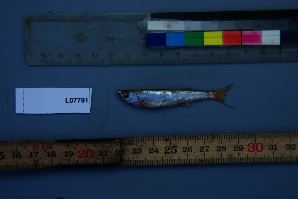 Elongate sardine (Chelaethiops elongatus) — Cyprinidae