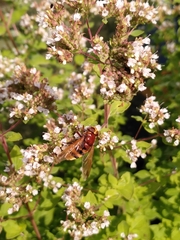 Volucella zonaria