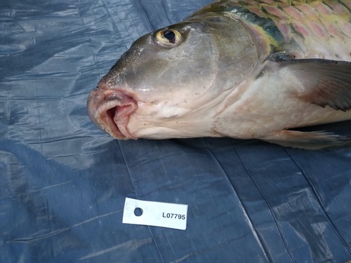 Streep-labeo (Labeo lineatus) — Cyprinidae — 2
