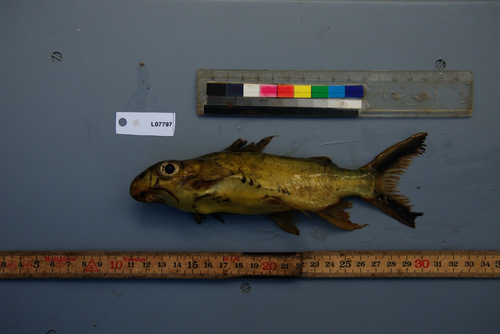 Grootoog-synodontis (Synodontis pleurops) — Mochokidae — 2