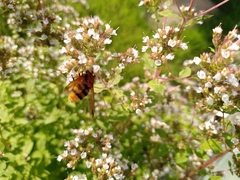 Volucella zonaria